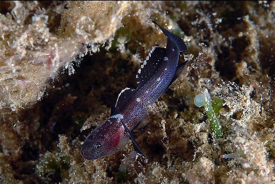 Didogobius schlieweni (Ghiozzo leucomaculato)